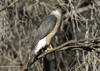 Accipiter cooperii - gavilán de Cooper - Cooper's hawk